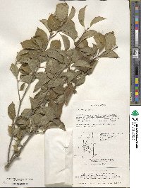 Ilex macrocarpa image