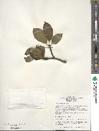 Ilex macrocarpa image