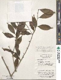 Ilex wilsonii image