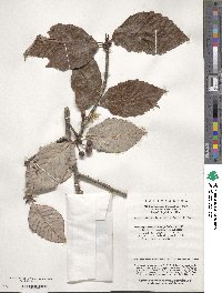 Sorbus alnifolia image