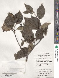 Sorbus alnifolia image