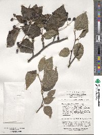 Sorbus alnifolia image