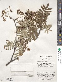 Sorbus hupehensis image