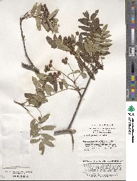 Sorbus hupehensis image