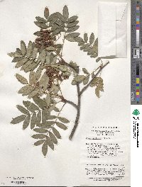 Sorbus hupehensis image