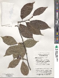 Sorbus caloneura image