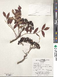 Image of Sorbus amabilis