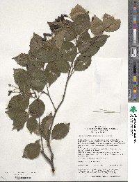 Sorbus alnifolia image