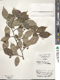 Pourthiaea villosa image