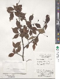 Photinia parviflora image