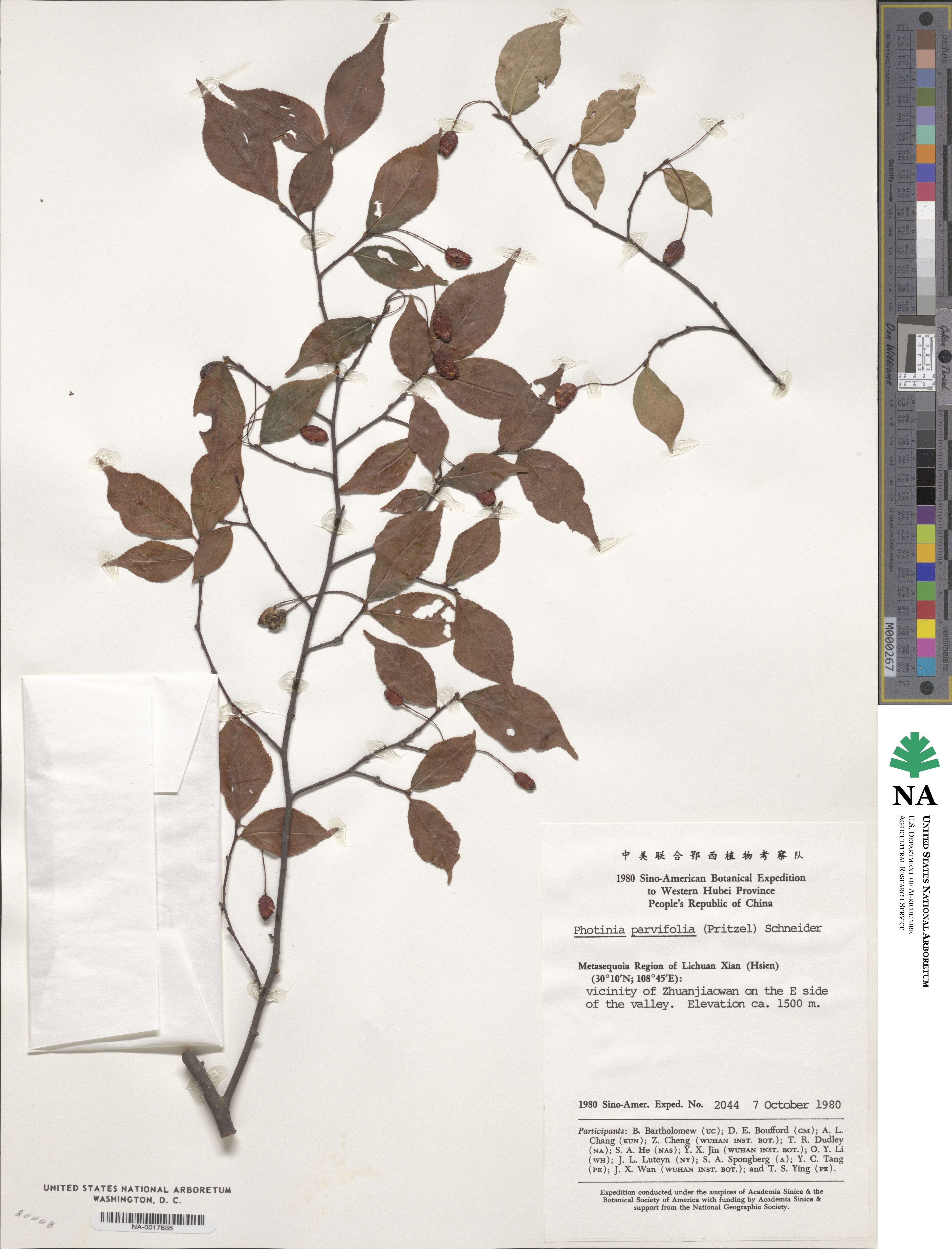 Photinia parviflora image