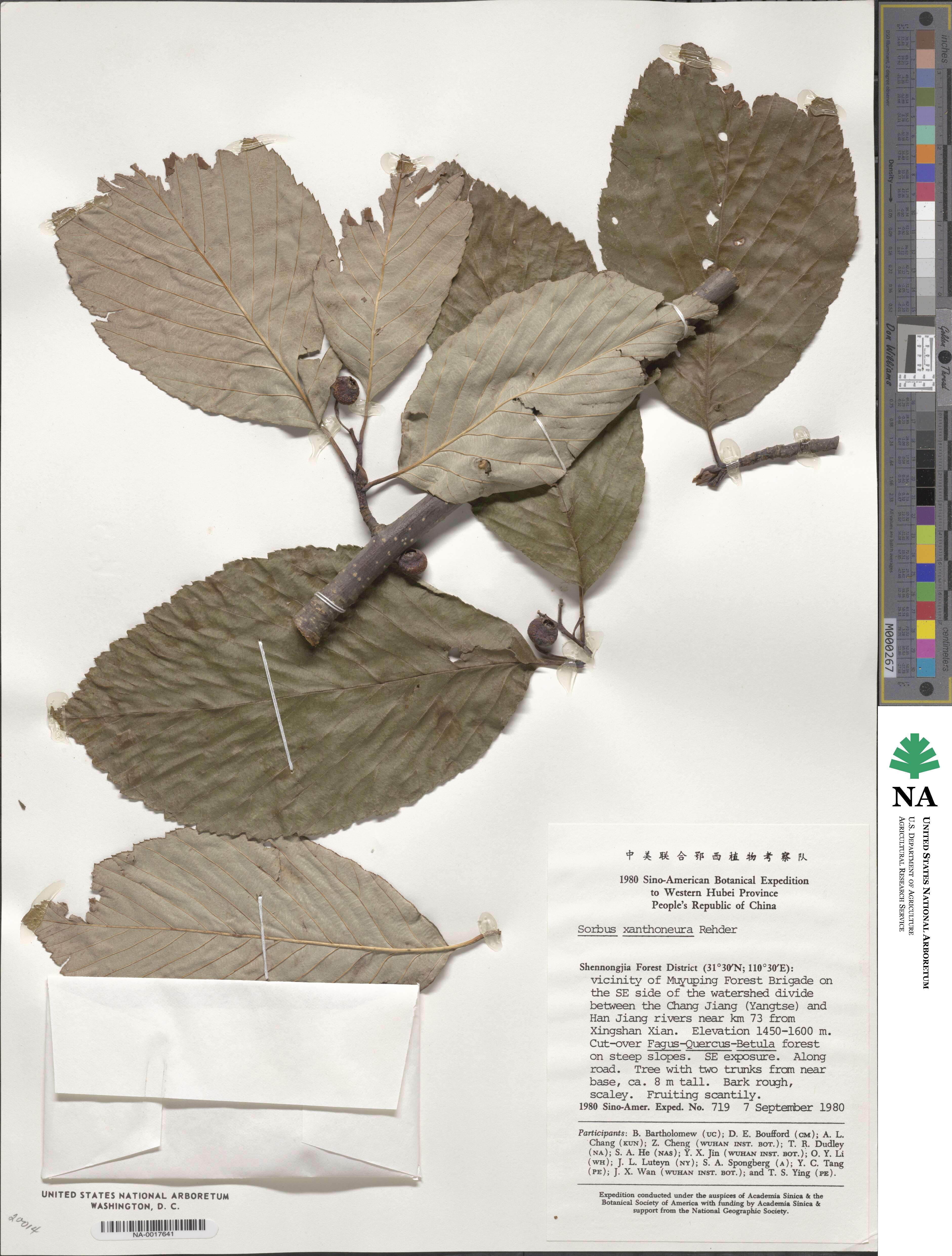 Sorbus hemsleyi image