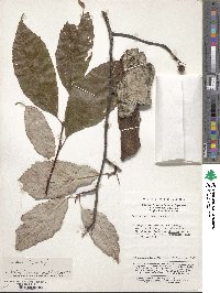 Sorbus hemsleyi image