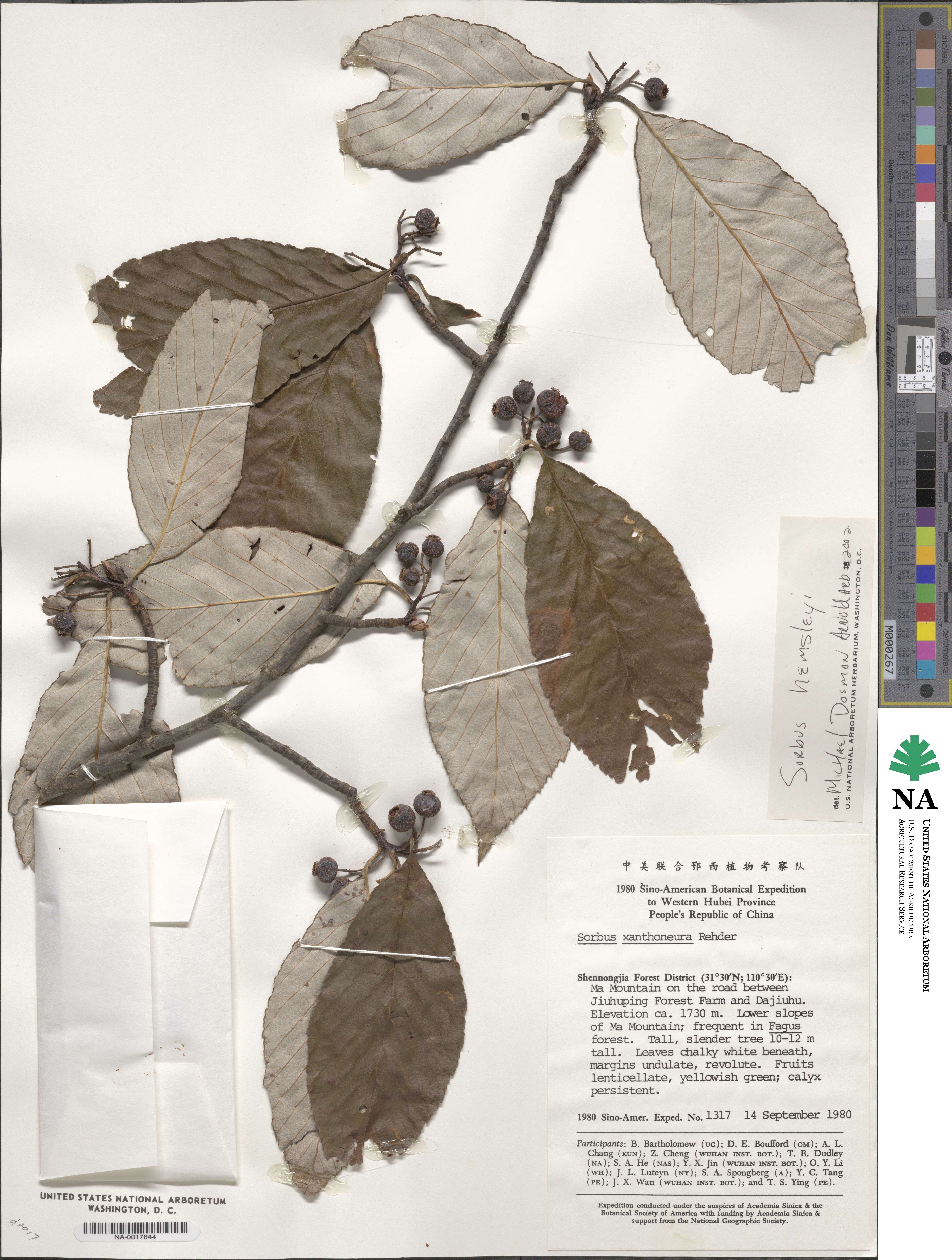 Sorbus hemsleyi image