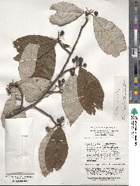 Sorbus hemsleyi image