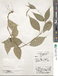 Achyranthes aspera image