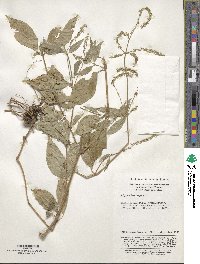 Achyranthes aspera image