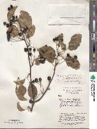 Malus hupehensis image