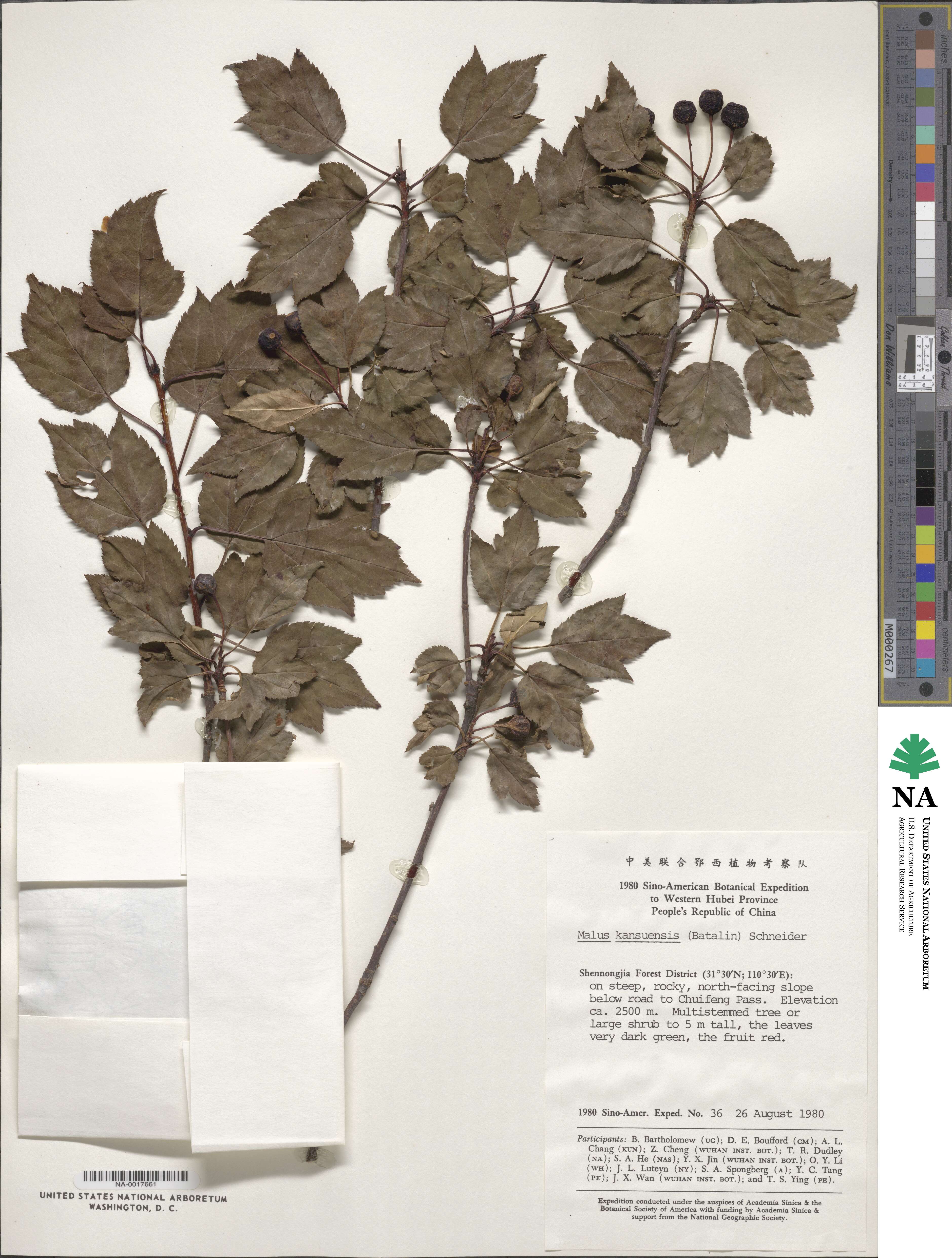 Malus kansuensis image
