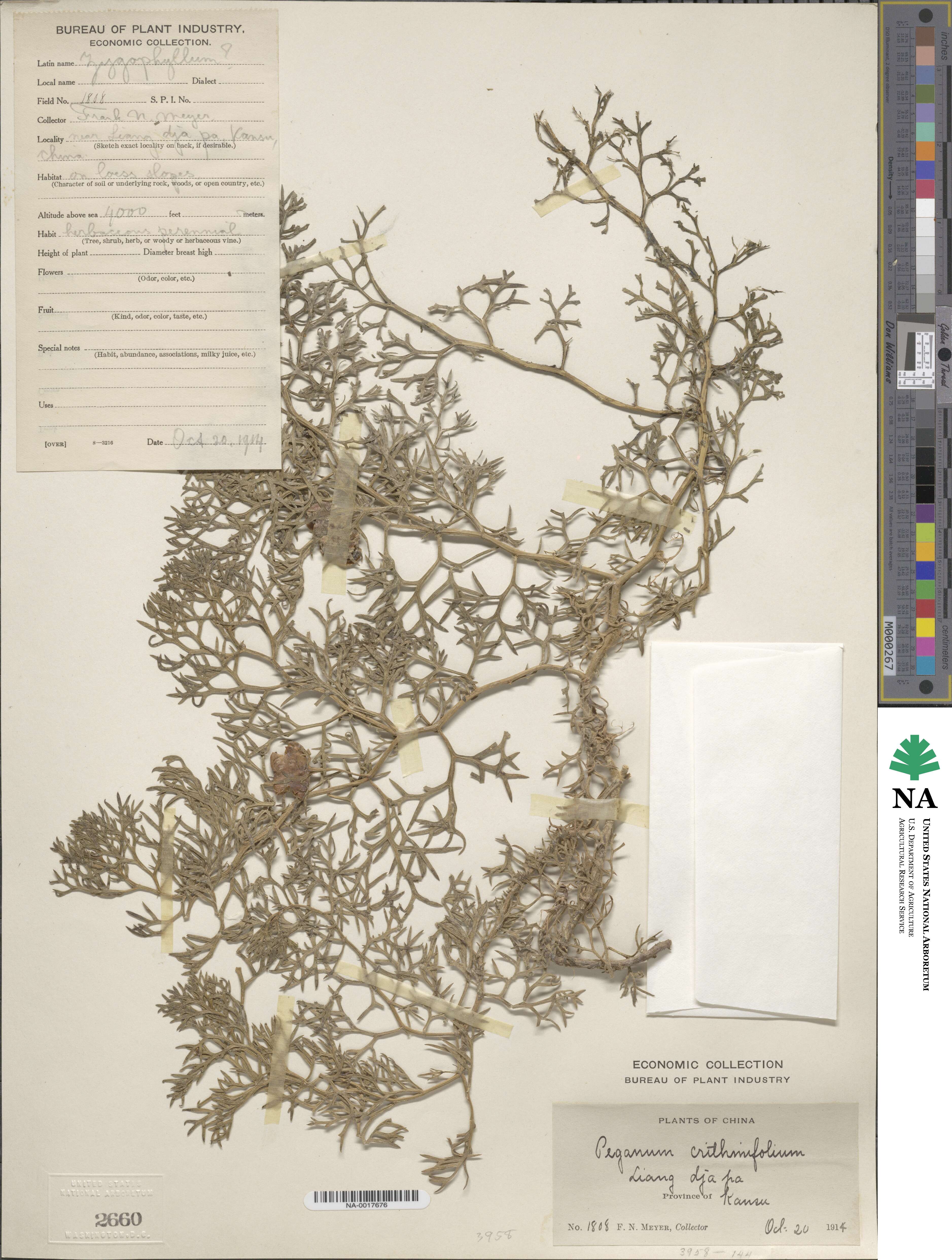 Malacocarpus crithmifolius image