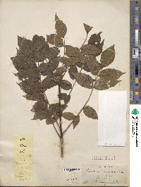 Picrasma quassioides image