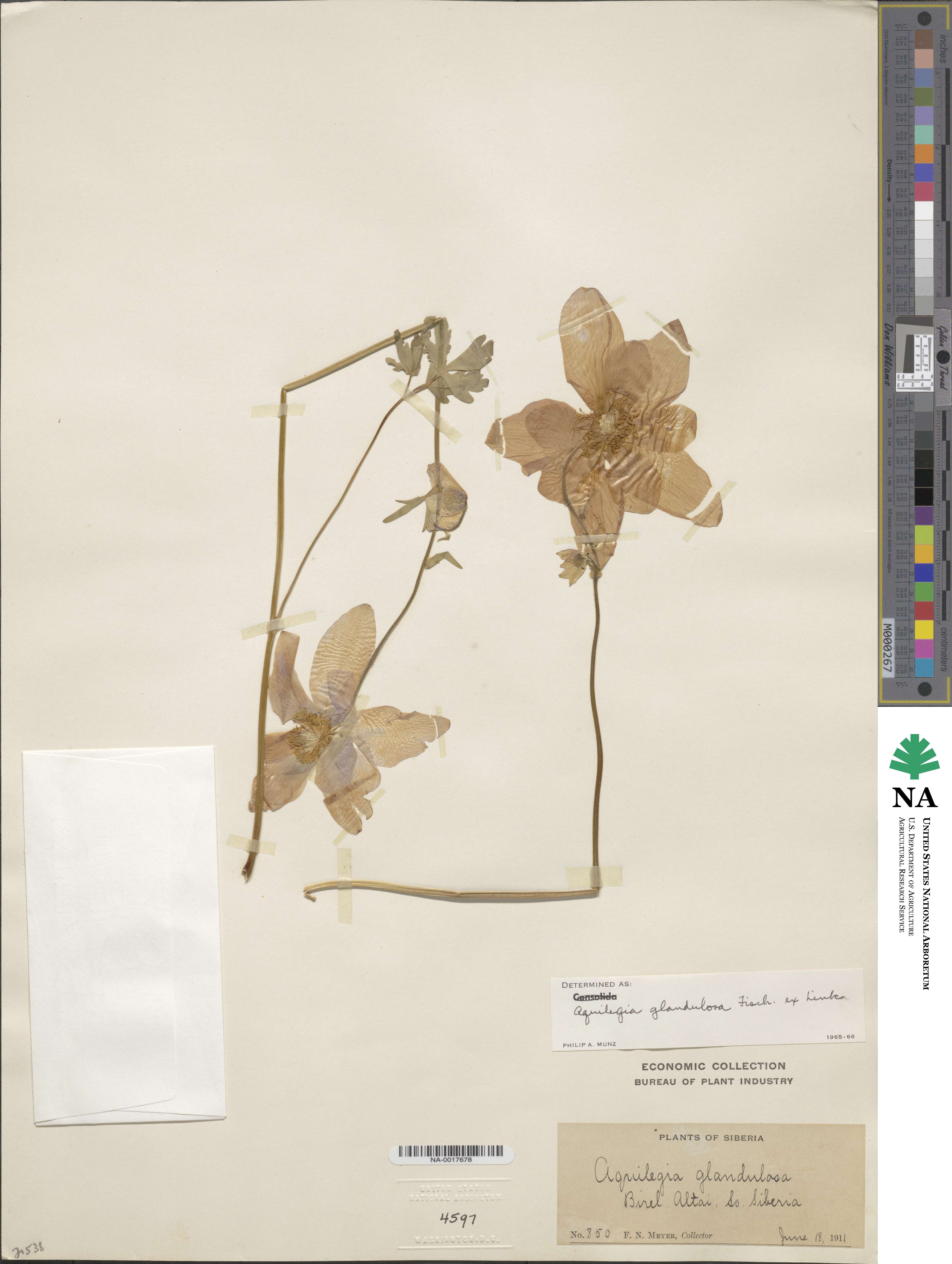 Aquilegia glandulosa image