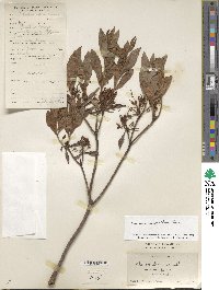 Rhododendron micranthum image