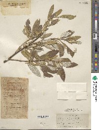 Elaeagnus umbellata image