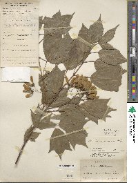 Acer buergerianum image