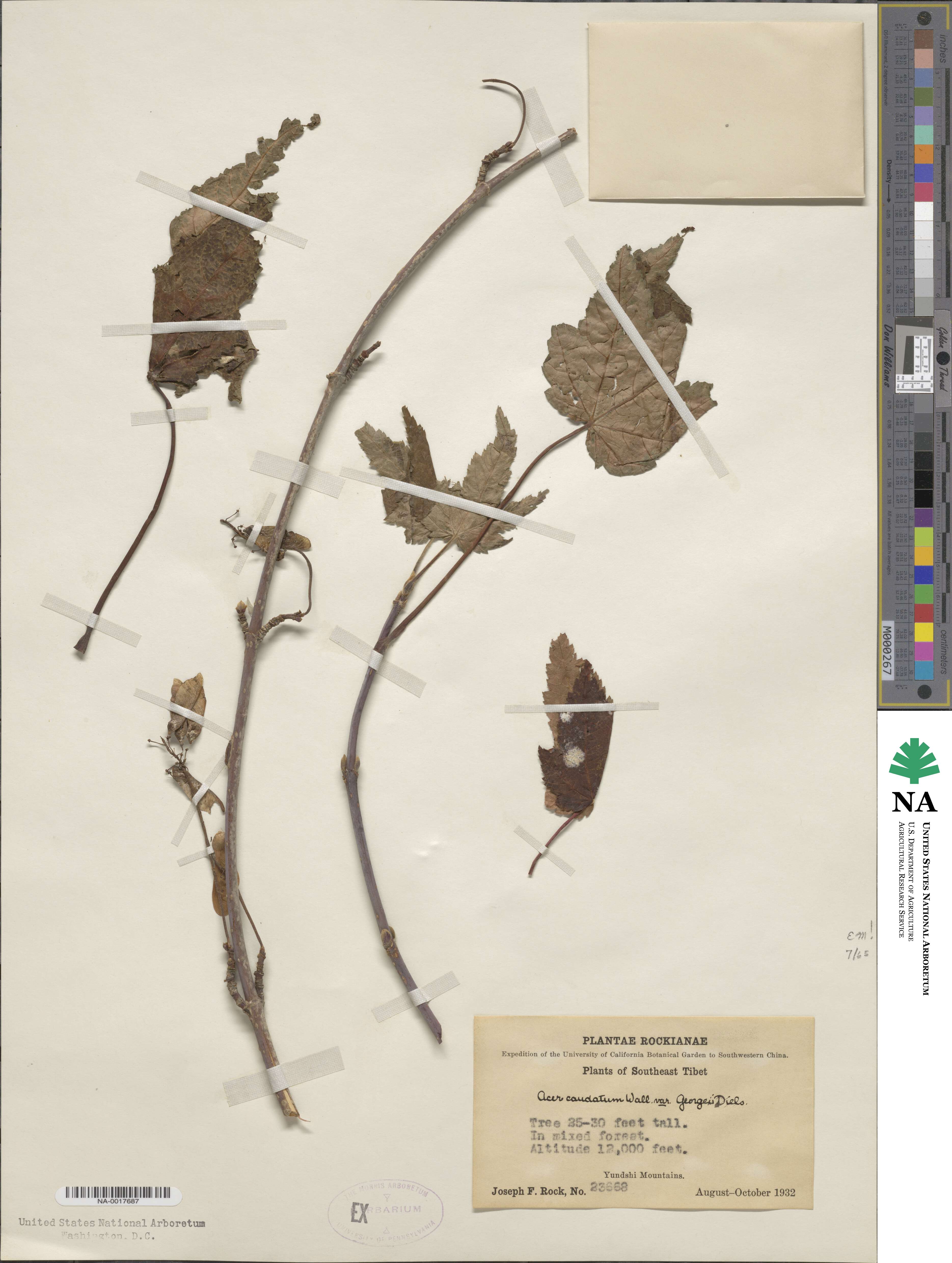 Acer caudatum image