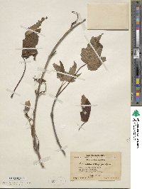 Image of Acer caudatum