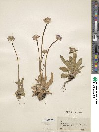 Primula longiscapa image