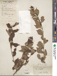 Prunus tomentosa image