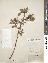 Rosa acicularis image