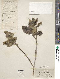 Helwingia japonica image