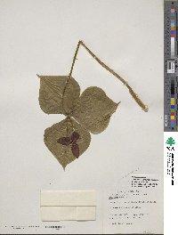 Trillium erectum image