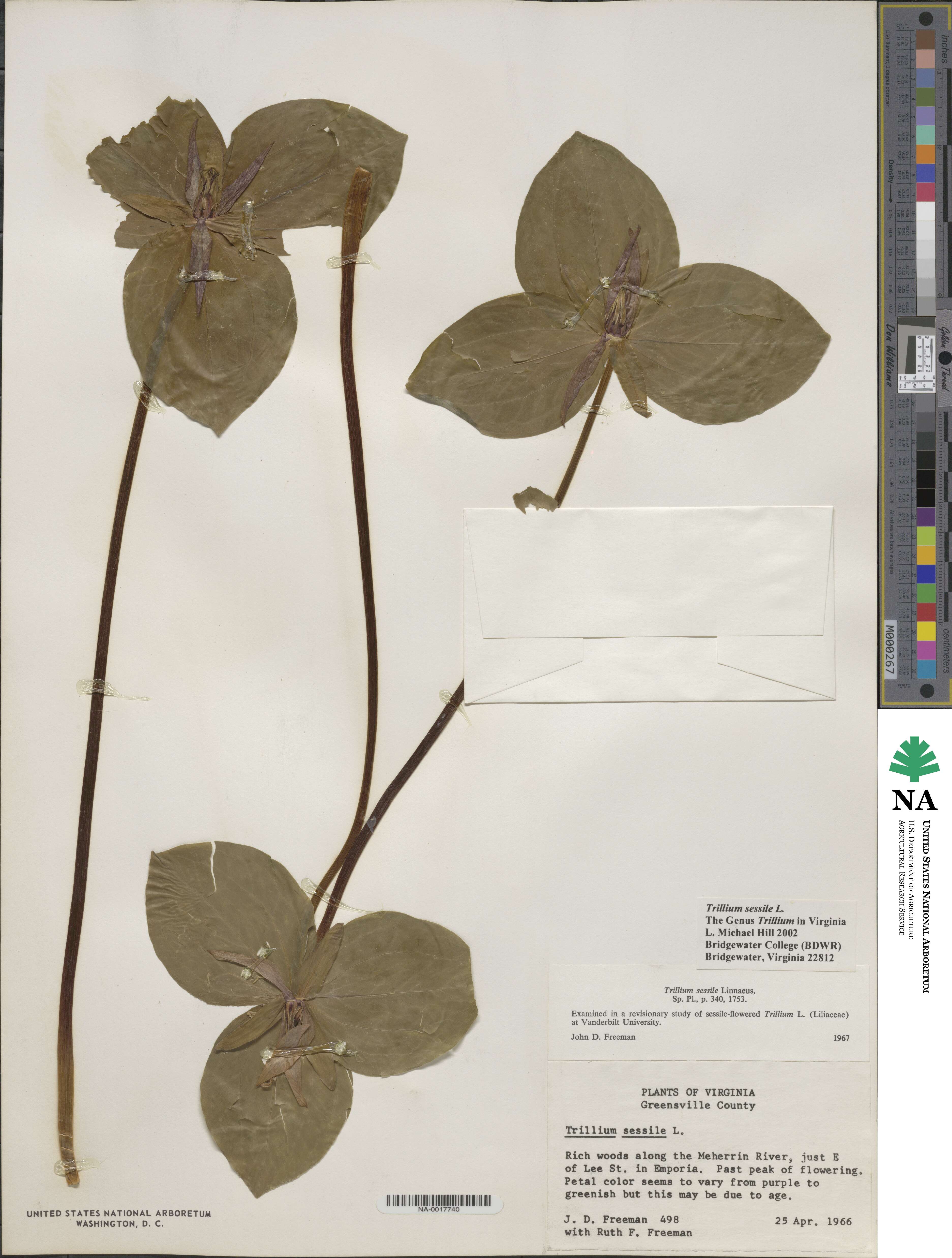 Trillium sessile image