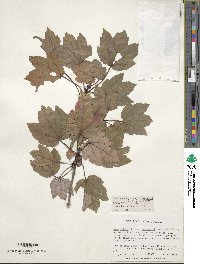 Acer rubrum var. drummondii image