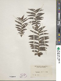 Araucaria bidwillii image