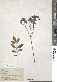 Solanum iopetalum image