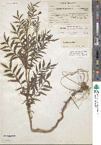 Solanum pinnatisectum image