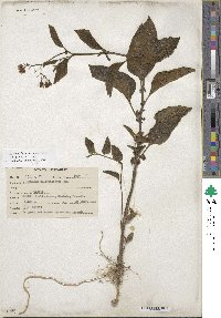 Solanum bulbocastanum image