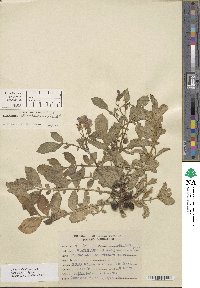 Solanum demissum image