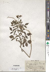 Solanum stoloniferum image