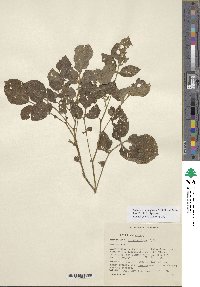 Solanum stoloniferum image