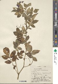 Solanum demissum image