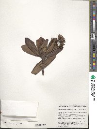 Rhododendron caucasicum image