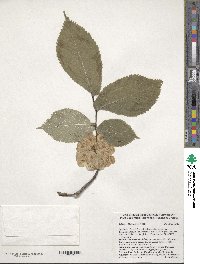 Ulmus glabra image