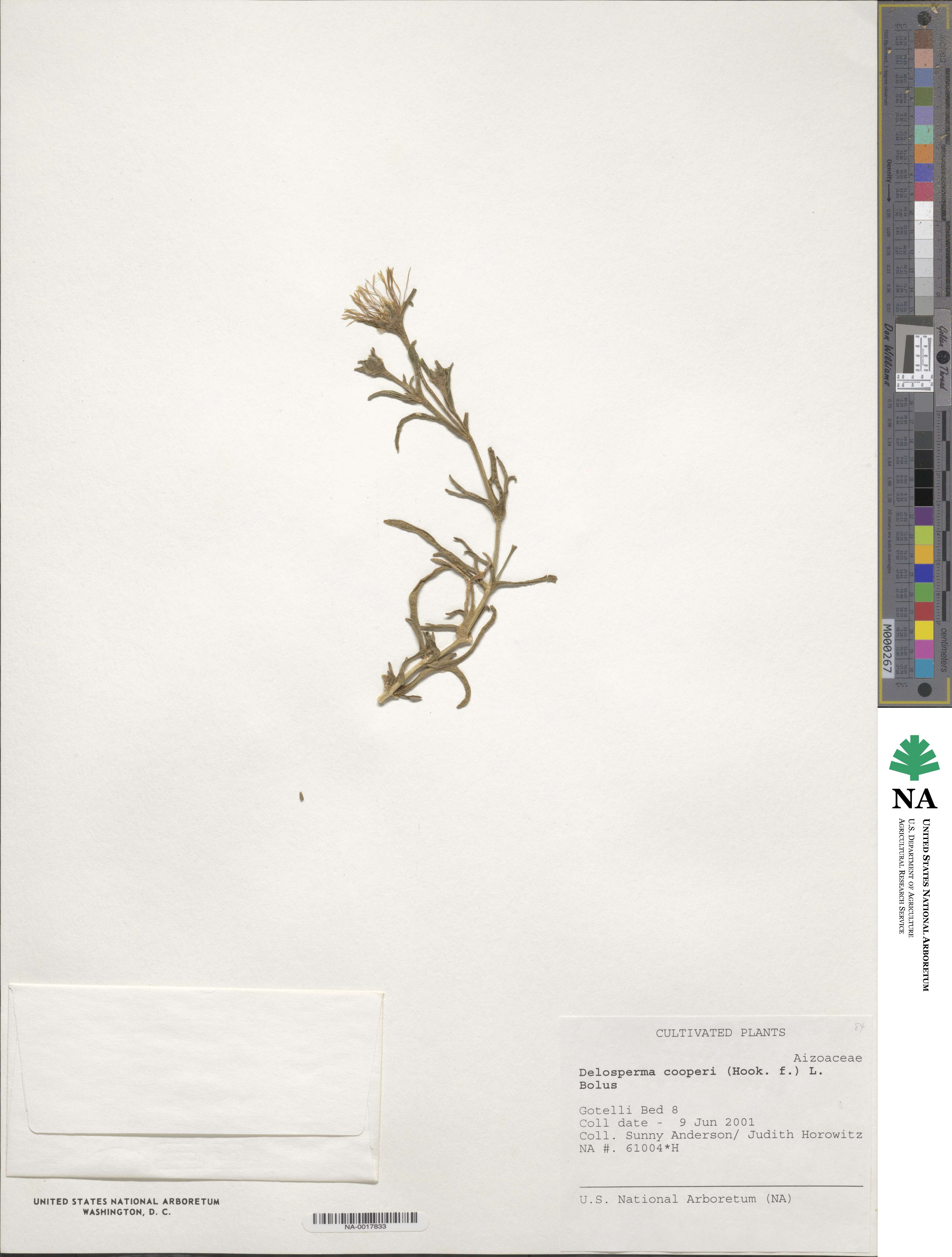 Delosperma cooperi image