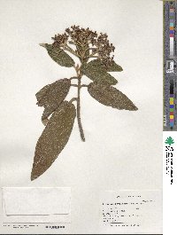 Viburnum rhytidophyllum image